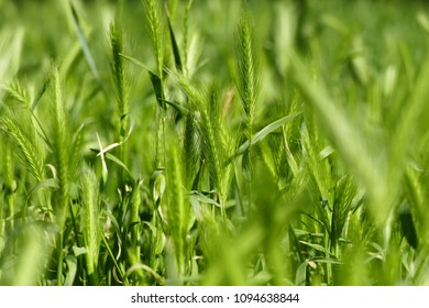 Grass close up