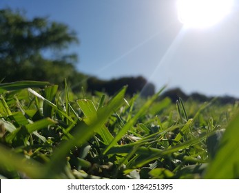 Grass Close Up