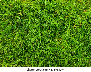 Grass Close Up