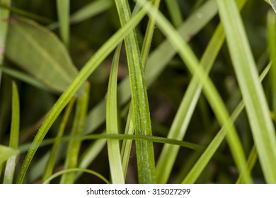 grass close up