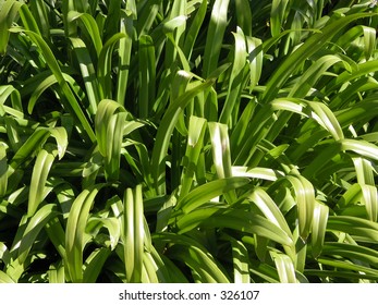 Grass close up