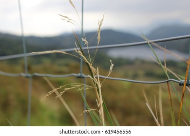 Grass close up  