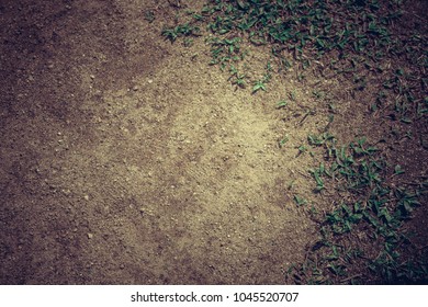 grass close up as a background texture