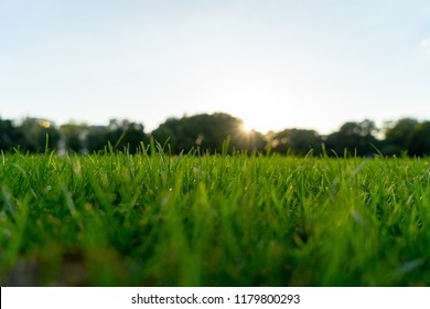 Grass Close Up At Golden Hour Ground Level