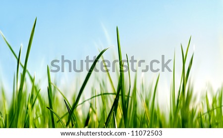 grass close to the ground view