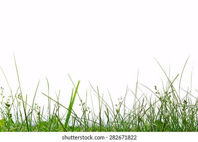 Grass close up on white background