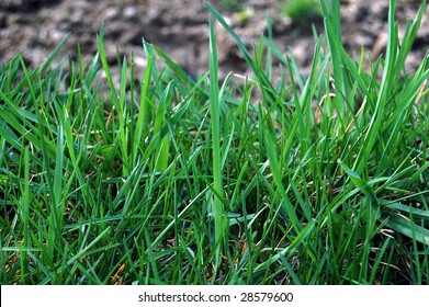 grass closeup