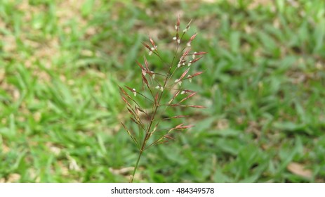 Grass closeup