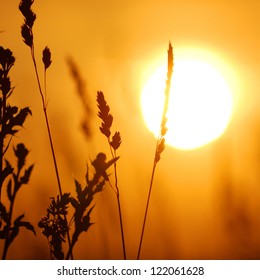 grass close-up against setting sun