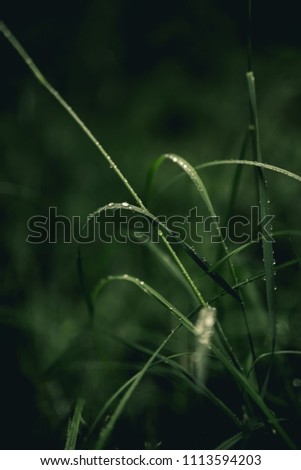 Similar – Image, Stock Photo After the rain a rainbow forms, in the foreground grasses