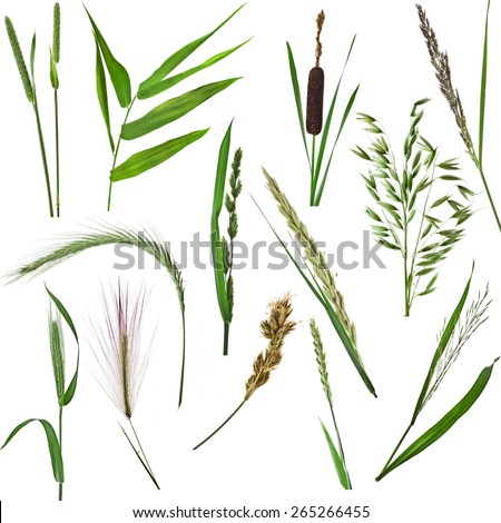 grass collection set of green reed plant close up isolated on white background