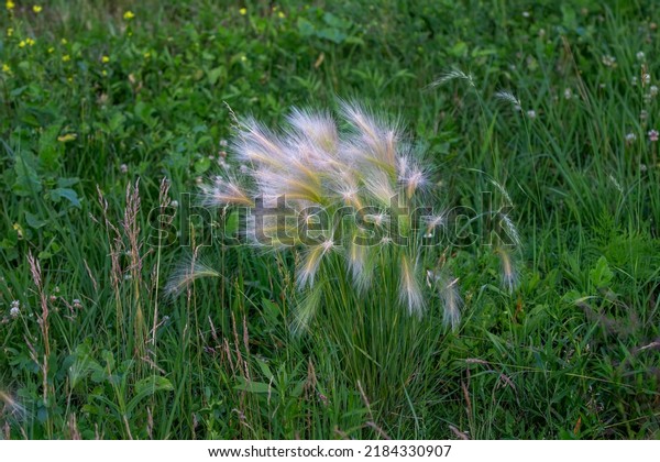 The grass  with common names foxtail barley, (\
Hordeum jubatum) or known as bobtail barley, squirreltail barley\
and intermediate barley.