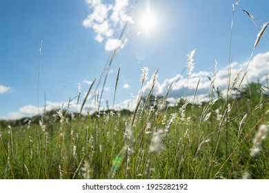 Grass contrasted by sunlight in the spring field