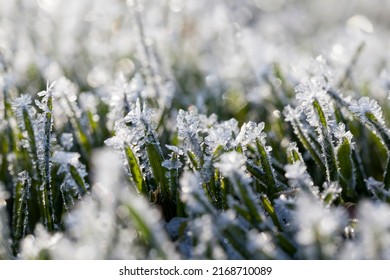 grass covered with white cold frost in the winter season , features of nature and plants of grass in winter frosts