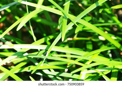 Grass Cross Pattern
