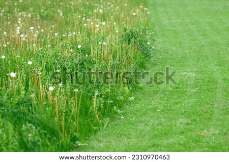 Grass cut with lawn mower. Half of the grass trimmed and half is uncured. Lawn with cutted grass. Mowed garden lawn, field for sports and long uncut grass. Natural green trimmed field.