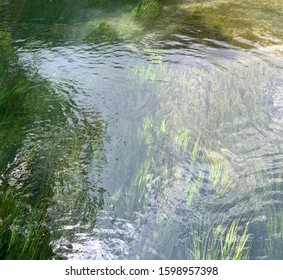 Grass Dancing In The San Marcos River