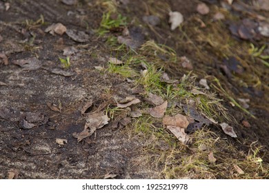 Grass And Dark Brown Soil.