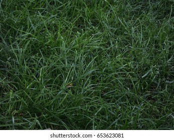 Grass. Dark Green Grass Background.