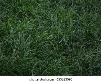 Grass. Dark Green Grass Background.