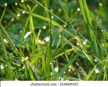 Grass With Dazzling Dew Drops In The Morning