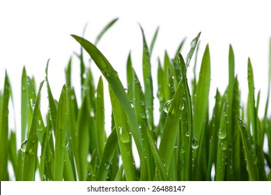 Grass And Dew