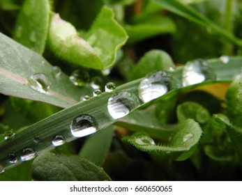 grass and dew