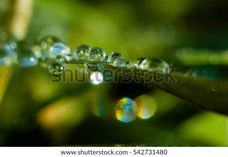 Similar – after the rain… Natur