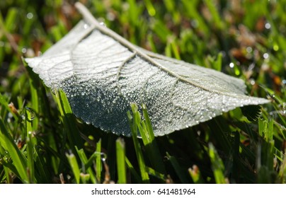 grass with dew drops