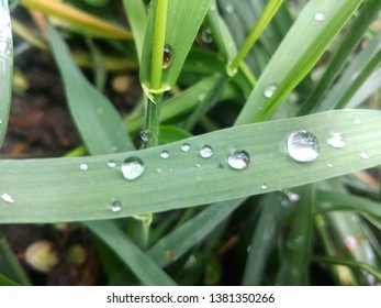 Grass with dew drops background - Shutterstock ID 1381350266