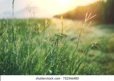 Grass And Dew In The Morning After Rain. Bright Morning. Encouragement Concept