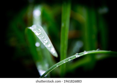 Grass Dew Point In Ibirapuera's Park