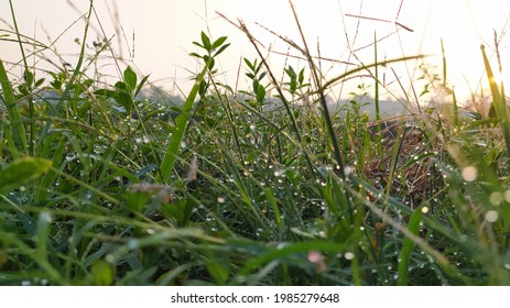 Grass And Dew Point In The Morning