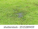 Grass died becauseYard Drainage Problems and Waterlogged lawns.