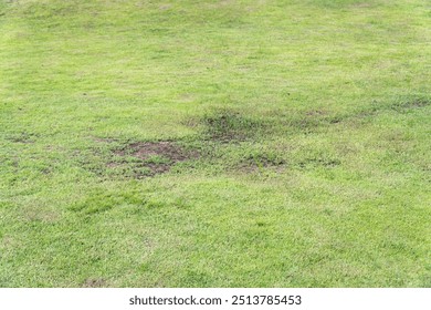 Grass died becauseYard Drainage Problems and Waterlogged lawns.