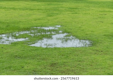 Grass died becauseYard Drainage Problems and Waterlogged lawns.