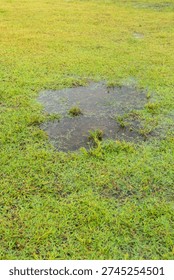 Grass died becauseYard Drainage Problems and Waterlogged lawns.