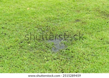 Grass died becauseYard Drainage Problems and Waterlogged lawns.