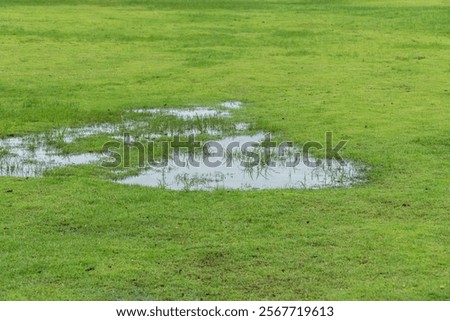 Grass died becauseYard Drainage Problems and Waterlogged lawns.