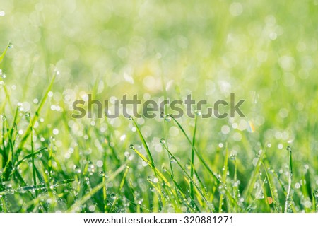 Grass with droplets in the sun at springtime
