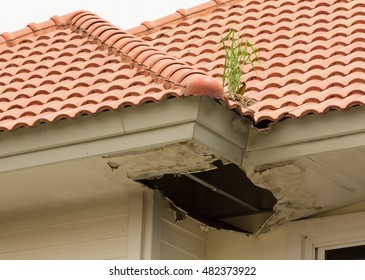 Grass emerging from a pile of bird droppings on the roof. The transverse grooves roof when heavy rains caused the overflow out of the rut and into the attic, causing moldy ceiling.