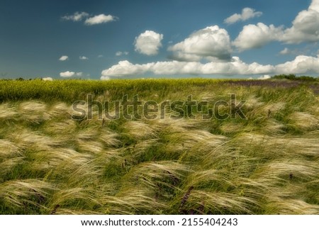 Grass feather grass swaying in the wind in a field Steppes of Ukraine.