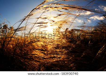 Similar – Foto Bild Weststrand Umwelt Natur