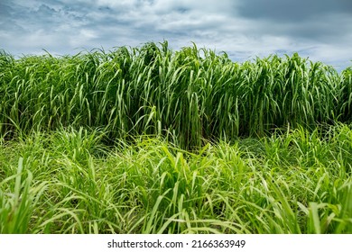 Grass Field ,Animal Forage ,Green Grass And Blue Sky