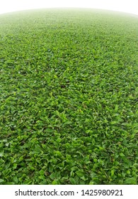 Grass field background material and texture