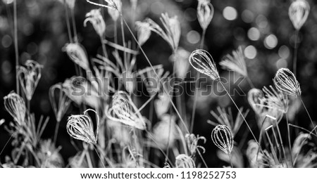 Similar – Foto Bild Sonnenstrahlfänger Natur