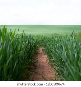 Grass In A Field. Bromyard, Herefordshire, UK