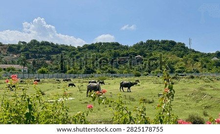 grass field and the buffalos squad
