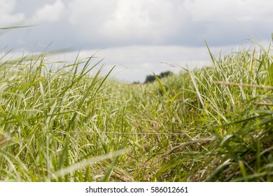 grass field close up