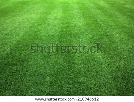 Grass field / Green grass background